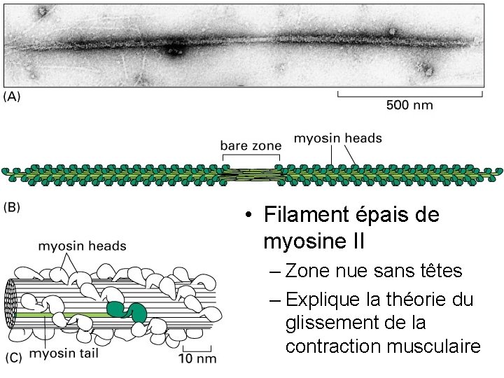 Fig 16 -52 • Filament épais de myosine II – Zone nue sans têtes