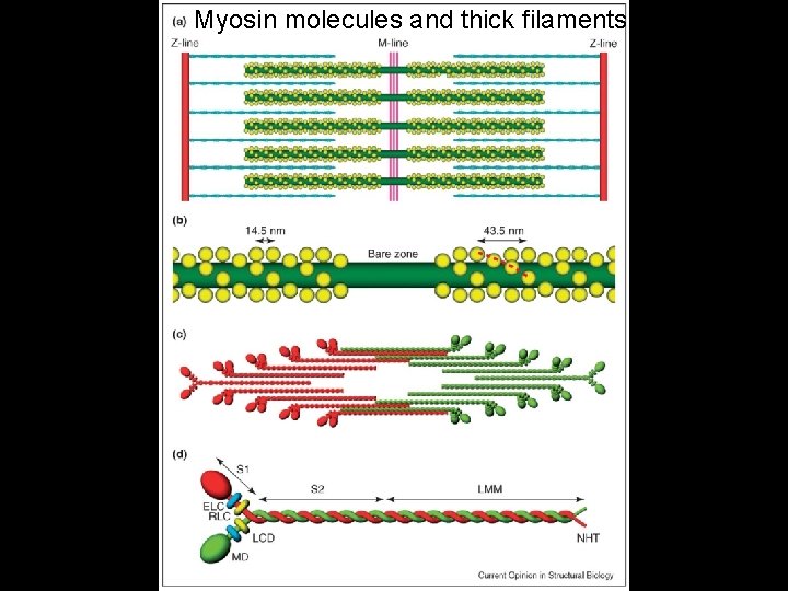 Myosin molecules and thick filaments • Fig 1 Myosin molecules and thick filaments. (a)