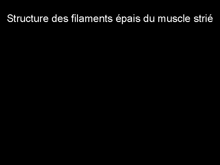 Structure des filaments épais du muscle strié • Figure 3. Backbone structure of striated