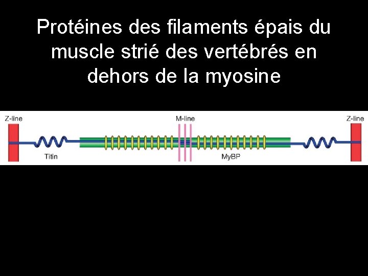 Protéines des filaments épais du muscle strié des vertébrés en dehors de la myosine