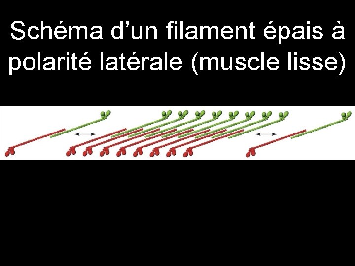 Schéma d’un filament épais à polarité latérale (muscle lisse) • Figure 5. Schematic diagram