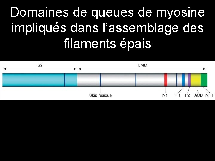 Domaines de queues de myosine impliqués dans l’assemblage des filaments épais • Figure 6.