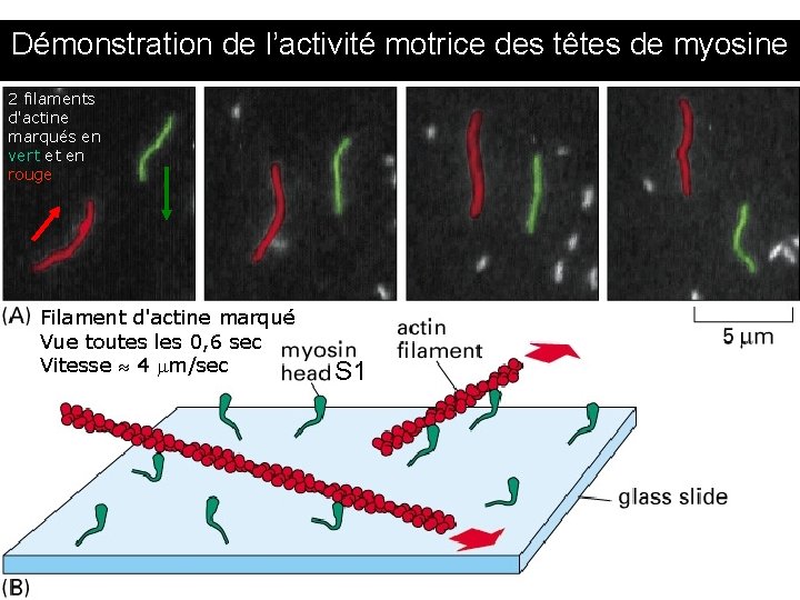 Démonstration de l’activité motrice des têtes de myosine 2 filaments d'actine marqués en vert