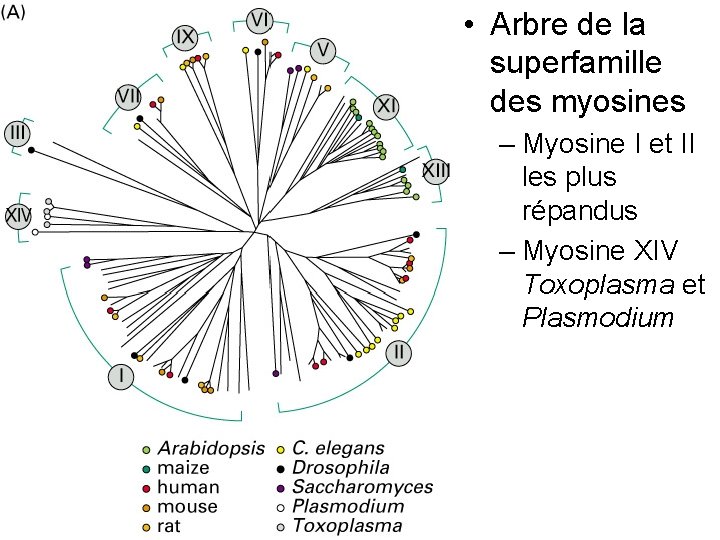  • Arbre de la superfamille des myosines Fig 16 -54(A) – Myosine I