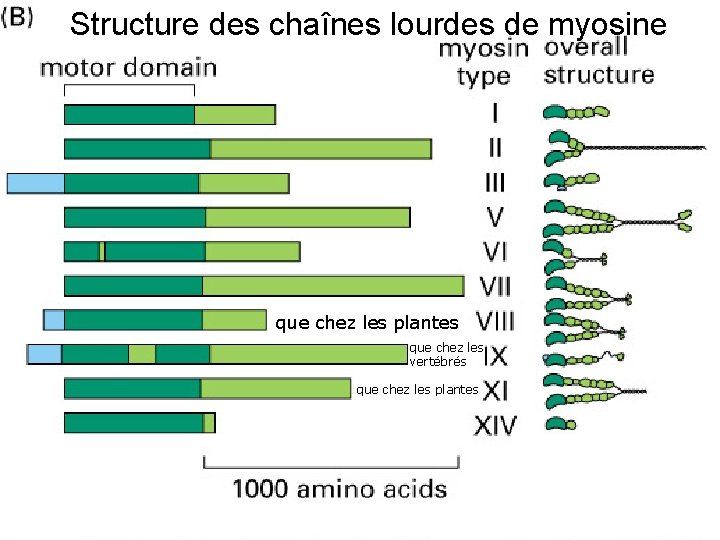 Structure des chaînes lourdes de myosine que chez les plantes que chez les vertébrés