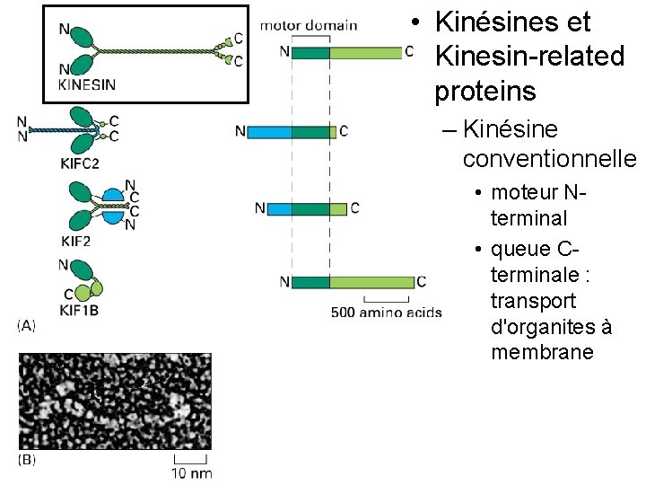 • Kinésines et Kinesin-related proteins – Kinésine conventionnelle Fig 16 -55 • moteur