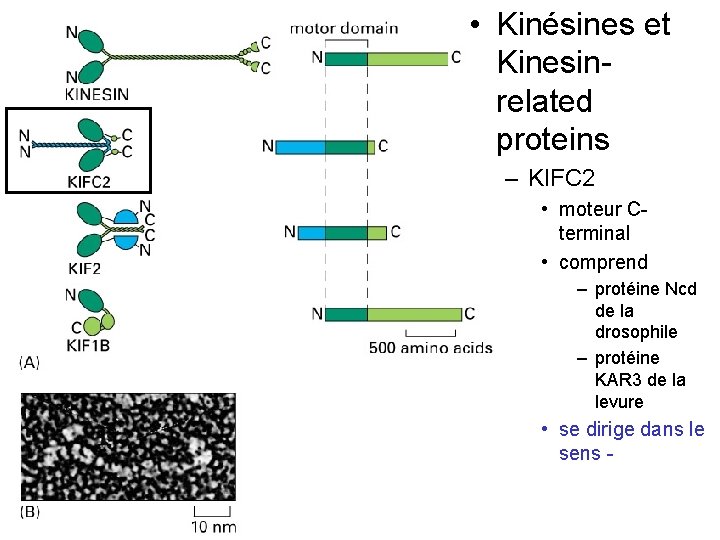  • Kinésines et Kinesinrelated proteins – KIFC 2 Fig 16 -55 • moteur