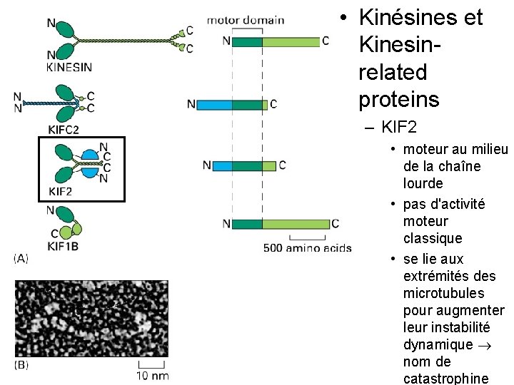  • Kinésines et Kinesinrelated proteins – KIF 2 Fig 16 -55 • moteur
