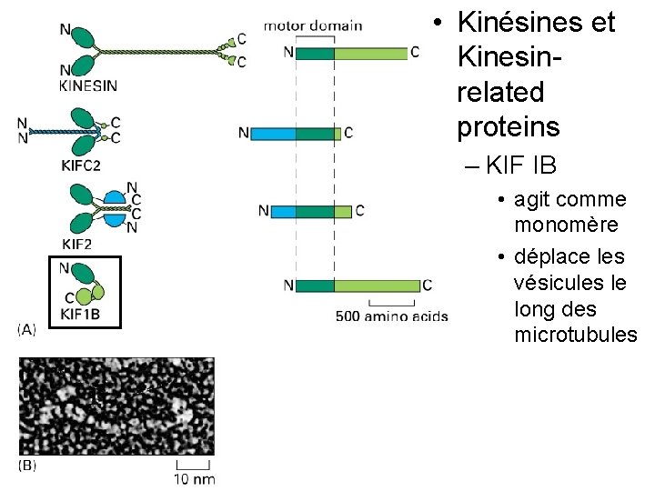  • Kinésines et Kinesinrelated proteins – KIF IB Fig 16 -55 • agit