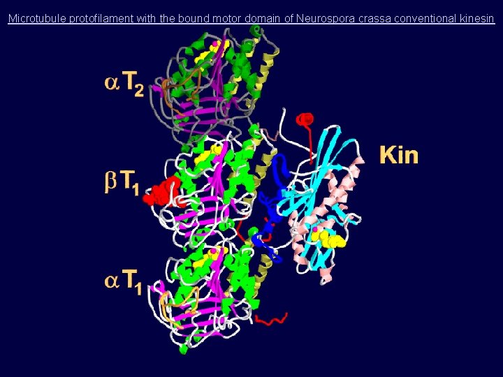Microtubule protofilament with the bound motor domain of Neurospora crassa conventional kinesin • Microtubule