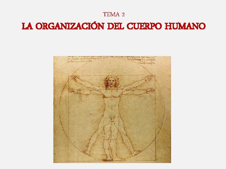 TEMA 2 LA ORGANIZACIÓN DEL CUERPO HUMANO TEMA 2 LA ORGANIZACIÓN DEL CUERPO HUMANO