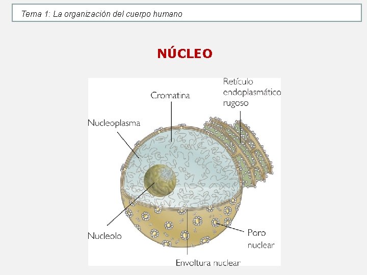Tema 1: La organización del cuerpo humano NÚCLEO Tema 1: La organización del cuerpo humano NÚCLEO