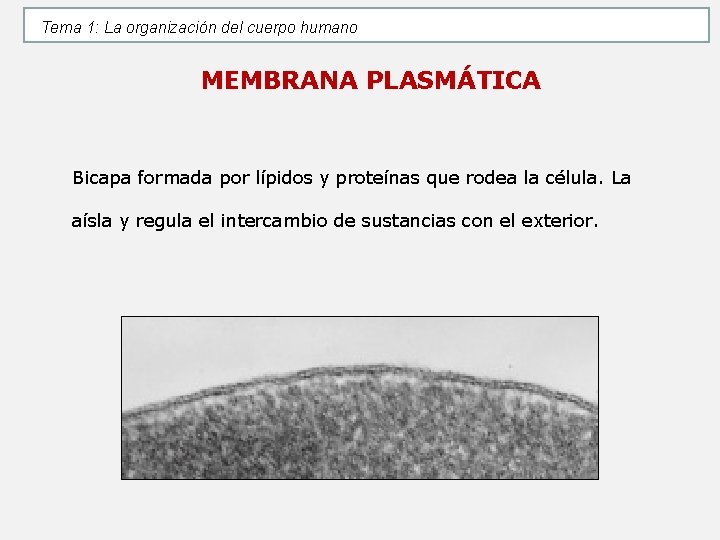 Tema 1: La organización del cuerpo humano MEMBRANA PLASMÁTICA Bicapa formada por lípidos y Tema 1: La organización del cuerpo humano MEMBRANA PLASMÁTICA Bicapa formada por lípidos y