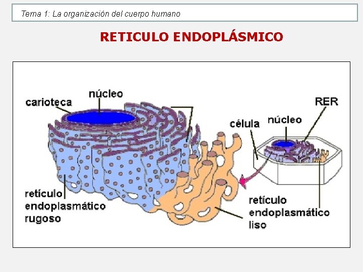 Tema 1: La organización del cuerpo humano RETICULO ENDOPLÁSMICO Tema 1: La organización del cuerpo humano RETICULO ENDOPLÁSMICO