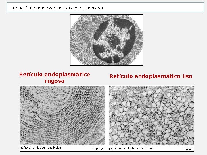 Tema 1: La organización del cuerpo humano Retículo endoplasmático rugoso Retículo endoplasmático liso Tema 1: La organización del cuerpo humano Retículo endoplasmático rugoso Retículo endoplasmático liso