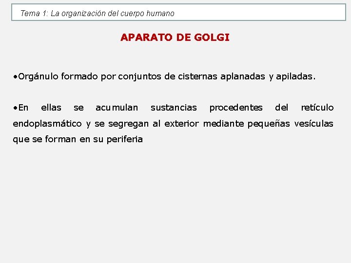 Tema 1: La organización del cuerpo humano APARATO DE GOLGI • Orgánulo formado por Tema 1: La organización del cuerpo humano APARATO DE GOLGI • Orgánulo formado por
