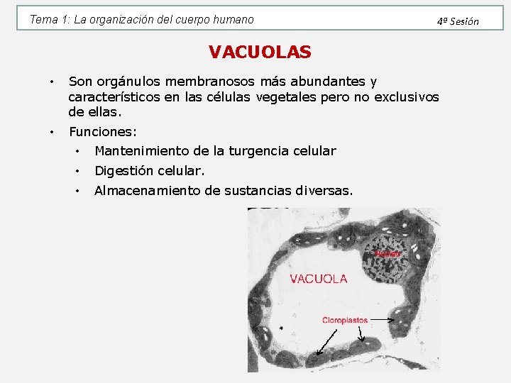 Tema 1: La organización del cuerpo humano 4ª Sesión VACUOLAS • Son orgánulos membranosos Tema 1: La organización del cuerpo humano 4ª Sesión VACUOLAS • Son orgánulos membranosos