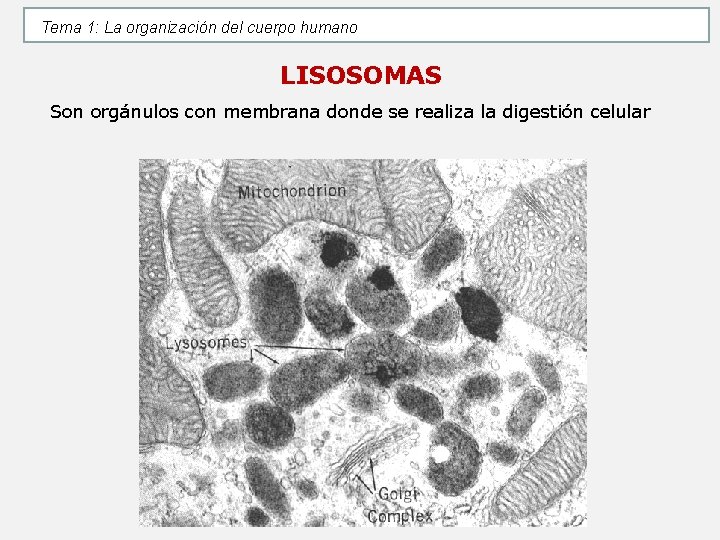 Tema 1: La organización del cuerpo humano LISOSOMAS Son orgánulos con membrana donde se Tema 1: La organización del cuerpo humano LISOSOMAS Son orgánulos con membrana donde se