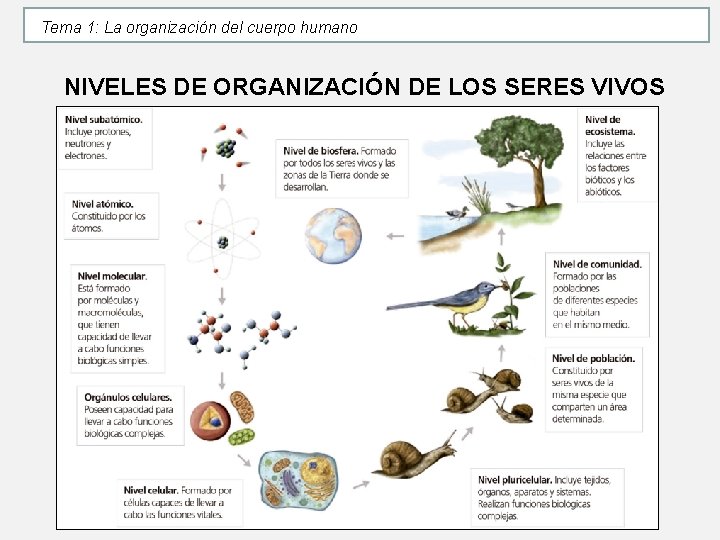 Tema 1: La organización del cuerpo humano NIVELES DE ORGANIZACIÓN DE LOS SERES VIVOS Tema 1: La organización del cuerpo humano NIVELES DE ORGANIZACIÓN DE LOS SERES VIVOS