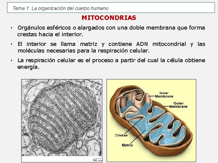 Tema 1: La organización del cuerpo humano MITOCONDRIAS • Orgánulos esféricos o alargados con Tema 1: La organización del cuerpo humano MITOCONDRIAS • Orgánulos esféricos o alargados con