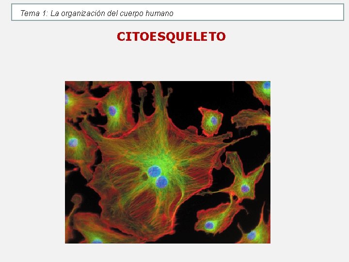 Tema 1: La organización del cuerpo humano CITOESQUELETO Tema 1: La organización del cuerpo humano CITOESQUELETO