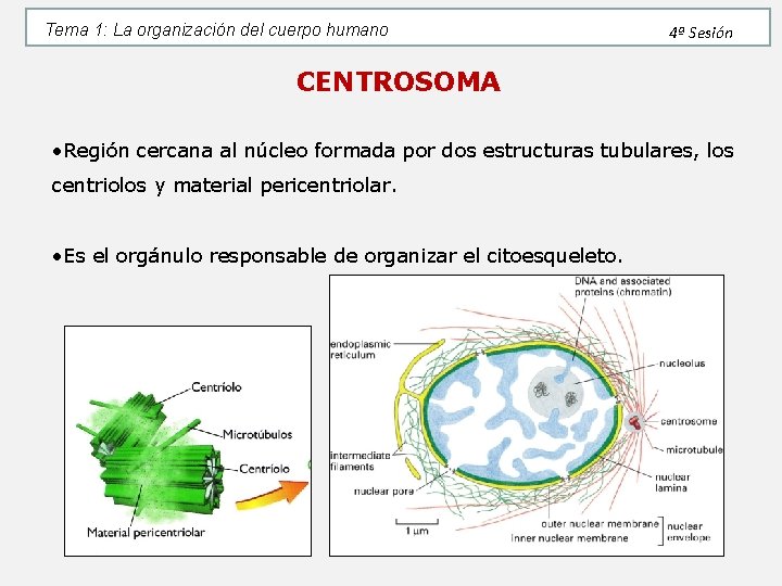 Tema 1: La organización del cuerpo humano 4ª Sesión CENTROSOMA • Región cercana al Tema 1: La organización del cuerpo humano 4ª Sesión CENTROSOMA • Región cercana al