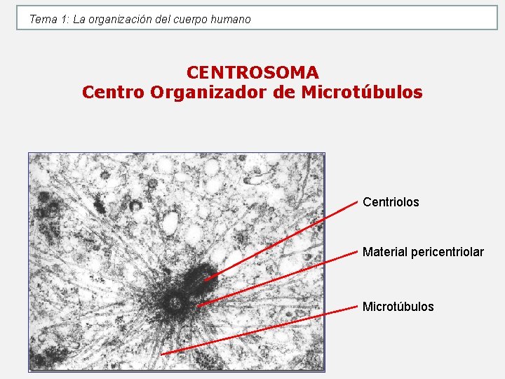 Tema 1: La organización del cuerpo humano CENTROSOMA Centro Organizador de Microtúbulos Centriolos Material Tema 1: La organización del cuerpo humano CENTROSOMA Centro Organizador de Microtúbulos Centriolos Material