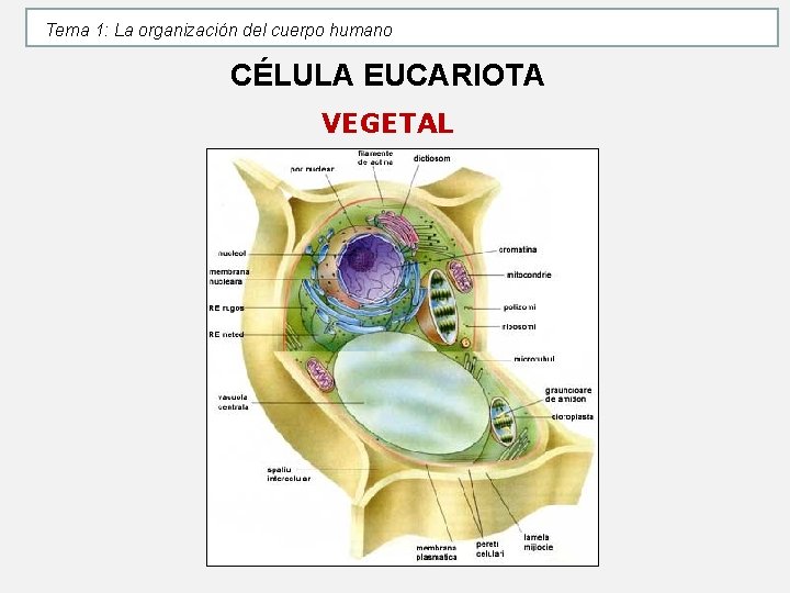 Tema 1: La organización del cuerpo humano CÉLULA EUCARIOTA VEGETAL Tema 1: La organización del cuerpo humano CÉLULA EUCARIOTA VEGETAL