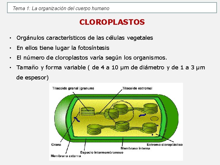 Tema 1: La organización del cuerpo humano CLOROPLASTOS • Orgánulos característicos de las células Tema 1: La organización del cuerpo humano CLOROPLASTOS • Orgánulos característicos de las células