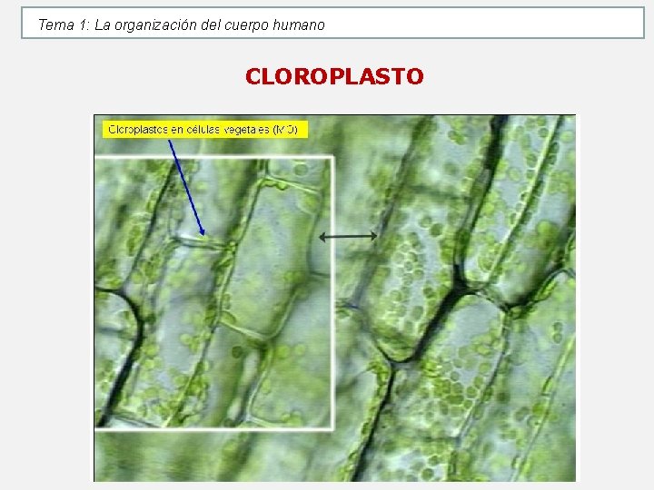 Tema 1: La organización del cuerpo humano CLOROPLASTO Tema 1: La organización del cuerpo humano CLOROPLASTO