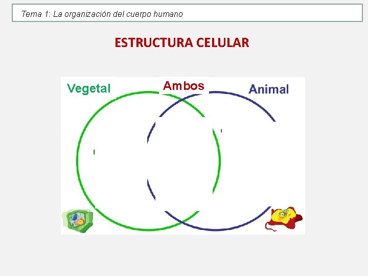 Tema 1: La organización del cuerpo humano ESTRUCTURA CELULAR Vegetal Ambos Tema 1: La organización del cuerpo humano ESTRUCTURA CELULAR Vegetal Ambos