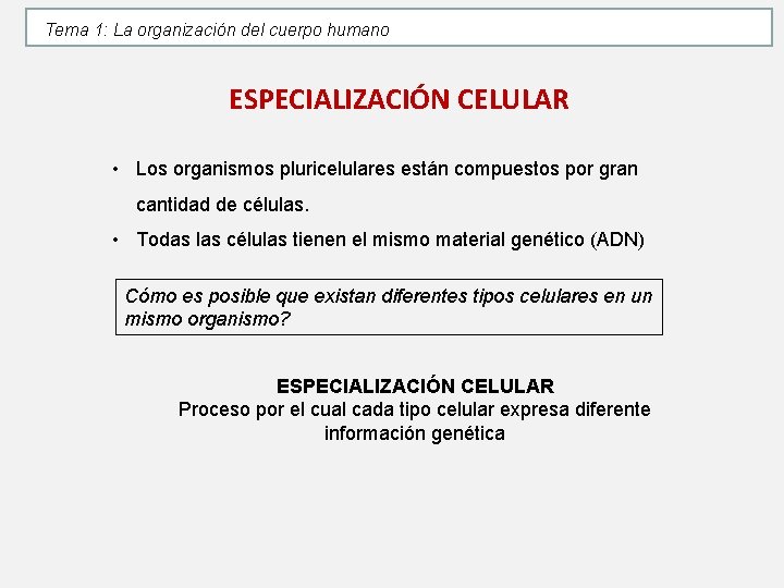 Tema 1: La organización del cuerpo humano ESPECIALIZACIÓN CELULAR • Los organismos pluricelulares están Tema 1: La organización del cuerpo humano ESPECIALIZACIÓN CELULAR • Los organismos pluricelulares están