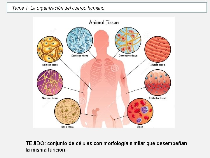 Tema 1: La organización del cuerpo humano TEJIDO: conjunto de células con morfología similar Tema 1: La organización del cuerpo humano TEJIDO: conjunto de células con morfología similar