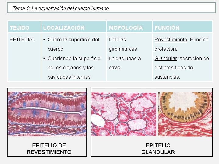 Tema 1: La organización del cuerpo humano TEJIDO LOCALIZACIÓN MOFOLOGÍA FUNCIÓN EPITELIAL • Cubre Tema 1: La organización del cuerpo humano TEJIDO LOCALIZACIÓN MOFOLOGÍA FUNCIÓN EPITELIAL • Cubre