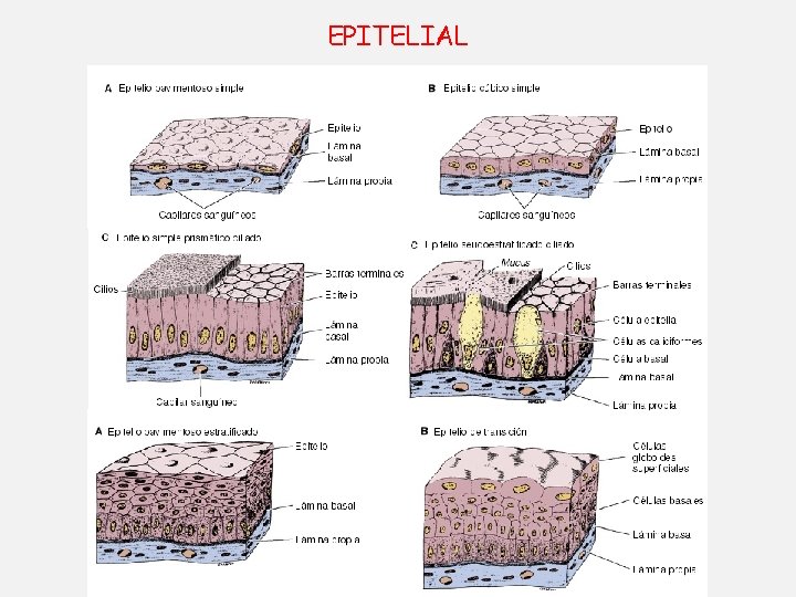 EPITELIAL EPITELIAL