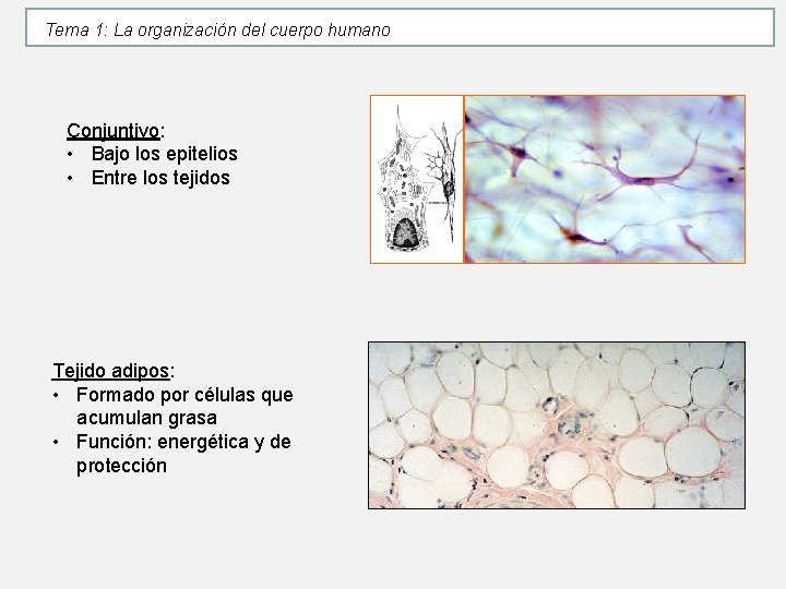 Tema 1: La organización del cuerpo humano Conjuntivo: • Bajo los epitelios • Entre Tema 1: La organización del cuerpo humano Conjuntivo: • Bajo los epitelios • Entre