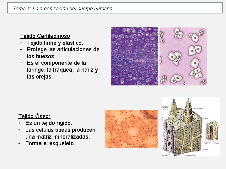 Tema 1: La organización del cuerpo humano Tejido Cartilaginoso: • Tejido firme y elástico. Tema 1: La organización del cuerpo humano Tejido Cartilaginoso: • Tejido firme y elástico.
