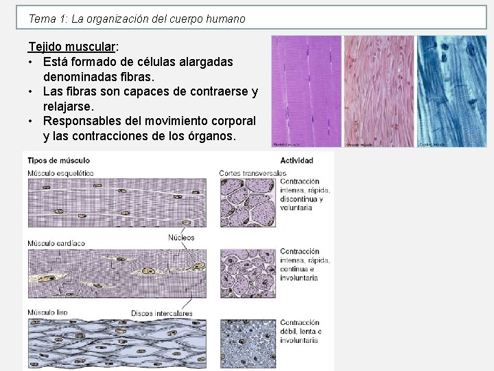 Tema 1: La organización del cuerpo humano Tejido muscular: • Está formado de células Tema 1: La organización del cuerpo humano Tejido muscular: • Está formado de células