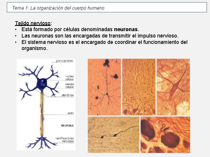 Tema 1: La organización del cuerpo humano Tejido nervioso: • Está formado por células Tema 1: La organización del cuerpo humano Tejido nervioso: • Está formado por células