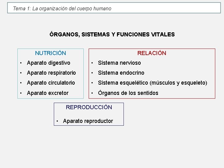 Tema 1: La organización del cuerpo humano ÓRGANOS, SISTEMAS Y FUNCIONES VITALES NUTRICIÓN RELACIÓN Tema 1: La organización del cuerpo humano ÓRGANOS, SISTEMAS Y FUNCIONES VITALES NUTRICIÓN RELACIÓN
