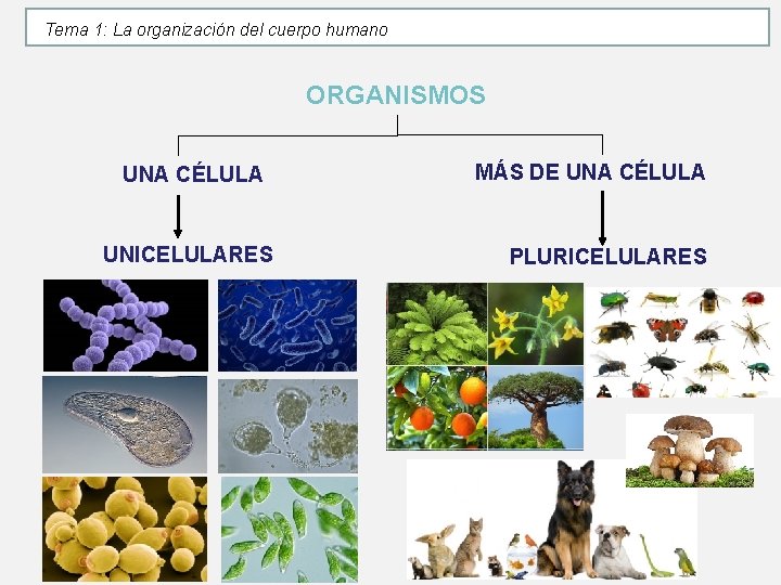 Tema 1: La organización del cuerpo humano ORGANISMOS UNA CÉLULA UNICELULARES MÁS DE UNA Tema 1: La organización del cuerpo humano ORGANISMOS UNA CÉLULA UNICELULARES MÁS DE UNA