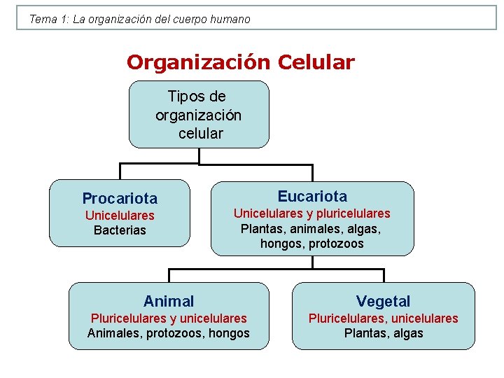 Tema 1: La organización del cuerpo humano Organización Celular Tipos de organización celular Procariota Tema 1: La organización del cuerpo humano Organización Celular Tipos de organización celular Procariota