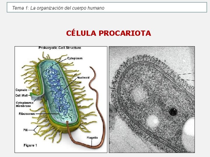 Tema 1: La organización del cuerpo humano CÉLULA PROCARIOTA Tema 1: La organización del cuerpo humano CÉLULA PROCARIOTA