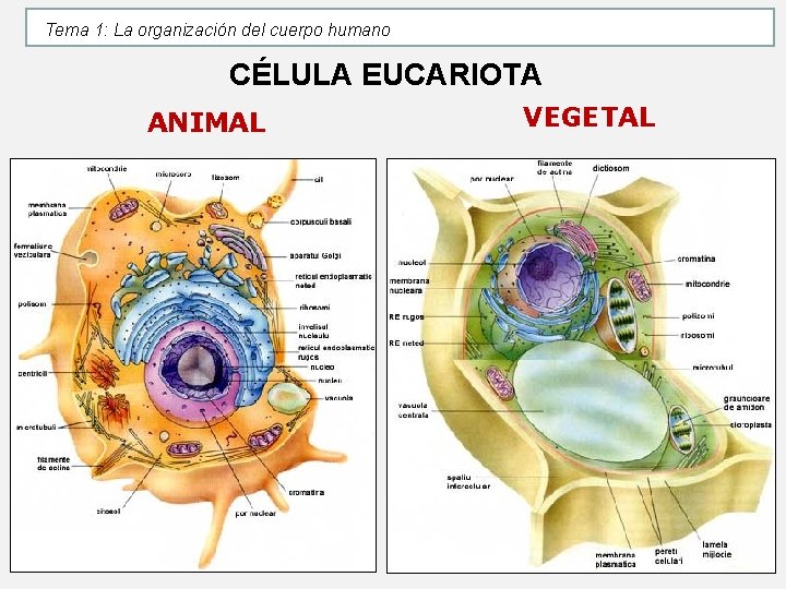 Tema 1: La organización del cuerpo humano CÉLULA EUCARIOTA ANIMAL VEGETAL Tema 1: La organización del cuerpo humano CÉLULA EUCARIOTA ANIMAL VEGETAL