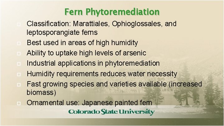 Fern Phytoremediation Classification: Marattiales, Ophioglossales, and leptosporangiate ferns Best used in areas of high