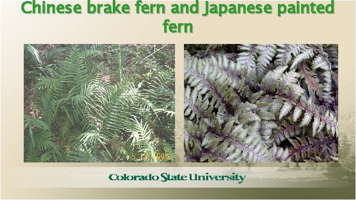 Chinese brake fern and Japanese painted fern 
