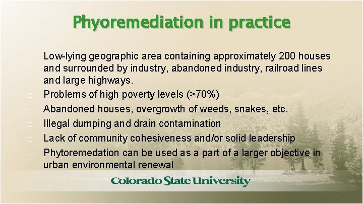 Phyoremediation in practice Low-lying geographic area containing approximately 200 houses and surrounded by industry,