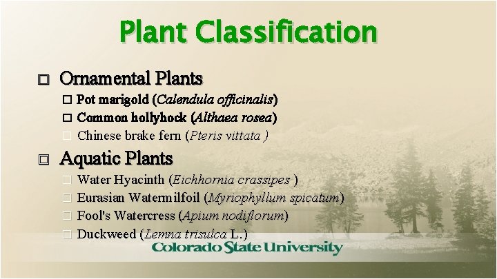 Plant Classification � Ornamental Plants Pot marigold (Calendula officinalis) � Common hollyhock (Althaea rosea)