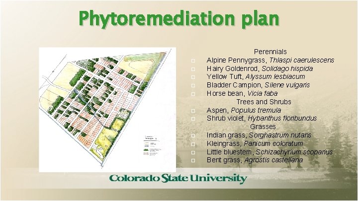 Phytoremediation plan � � � Perennials Alpine Pennygrass, Thlaspi caerulescens Hairy Goldenrod, Solidago hispida