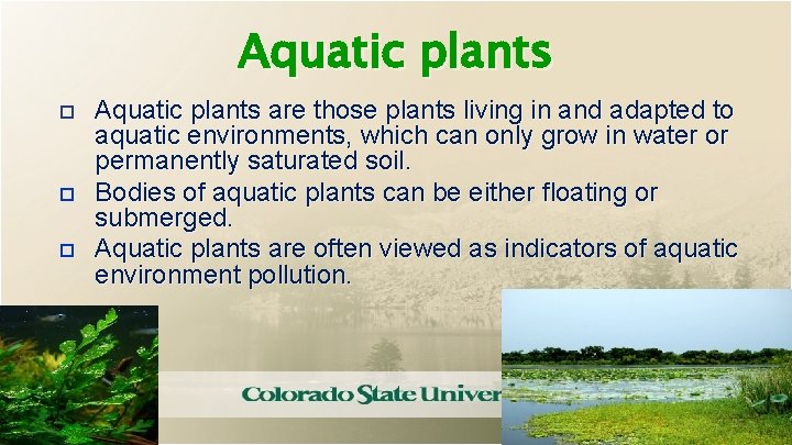 Aquatic plants Aquatic plants are those plants living in and adapted to aquatic environments,